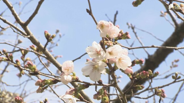 3連休初日に静岡県で「サクラの開花宣言」 花を楽しむ「浜名湖花フェスタ2026」も開幕 はままつフラワーパークでスイセンやチューリップ見頃に=静岡|TBS NEWS DIG