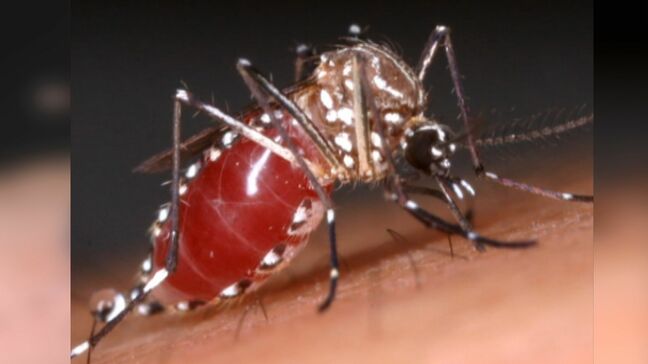 猛暑で消えた蚊？殺虫剤の売上2割減の店も…秋こそ蚊に注意！台風や雨の水たまりで蚊の発生も？|TBS NEWS DIG