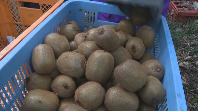 「今年もおいしくできた」ほどよい酸味と甘み キウイ収穫最盛期|TBS NEWS DIG