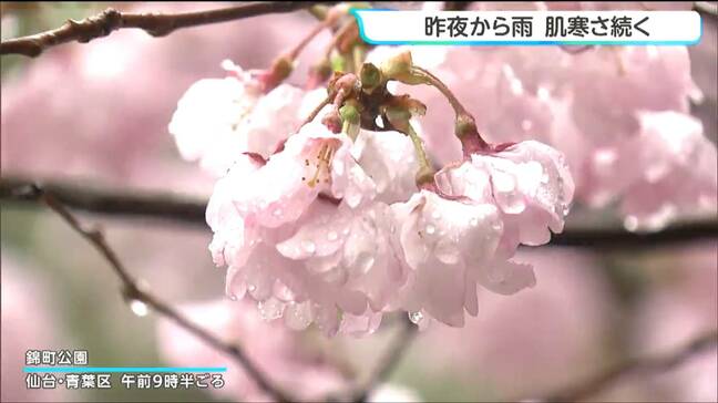 仙台で雨降り続く　24時間降水量は30ミリ超えのところも　見頃迎えたコヒガンザクラにも雨|TBS NEWS DIG