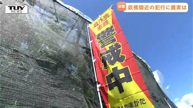 「悔しい」実が軸ごともぎ取られ...約100万円相当のさくらんぼ盗難発生　67本の木のうち50本が被害に（山形・上山市）|TBS NEWS DIG