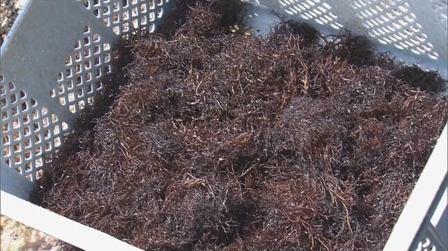 味噌汁の具や酢の物に…三重･鳥羽市で｢フノリ｣漁が盛ん 海水温の上昇などで「ひじき」の不漁が続く|TBS NEWS DIG