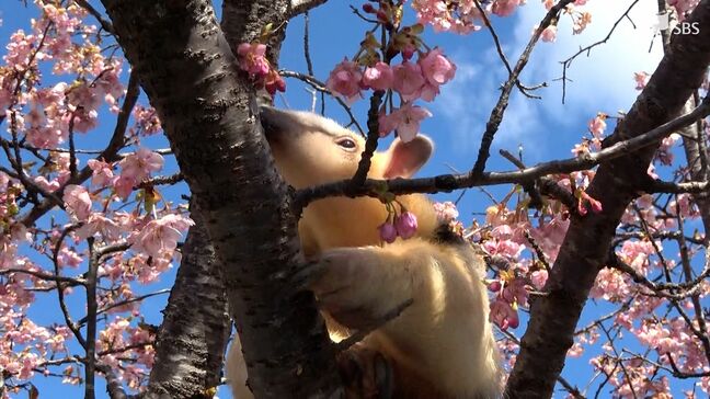 "桜から絶対に落ちない"アリクイが合格祈願！受験生へのゲン担ぎイベント＝静岡・東伊豆町|TBS NEWS DIG