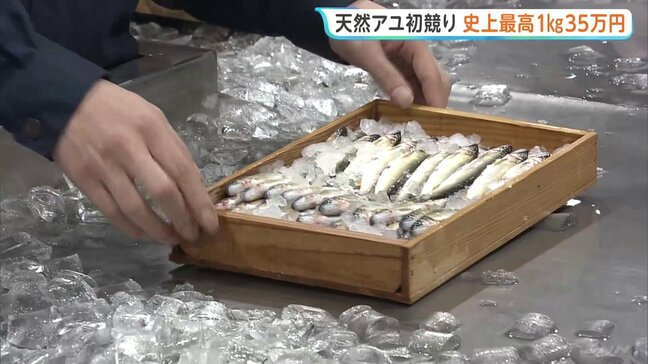 天然アユの初競りで史上最高値 1キロ35万円！「まじかよ…」 岐阜市の中央卸売市場|TBS NEWS DIG