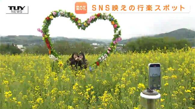 GWのお出かけ情報 菜の花畑の映えスポットに注目「ヴェンテンガルテン」で春をめいっぱい楽しもう(山形・上山市)|TBS NEWS DIG