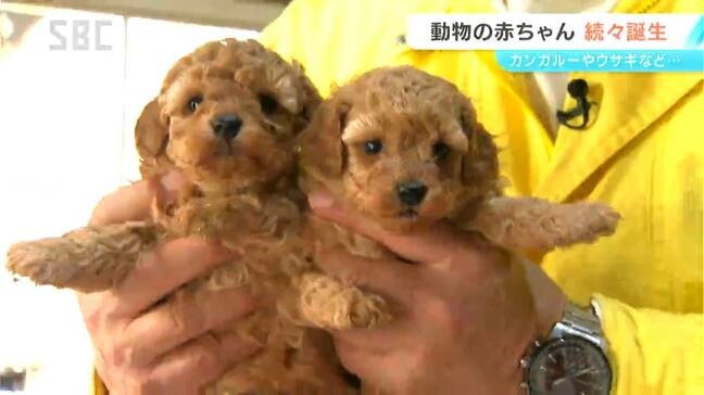 佐久市の牧場で動物の赤ちゃんが続々と誕生！カンガルーに、ウサギ、イヌ…様々な動物と触れ合えるのも人気　長野|TBS NEWS DIG