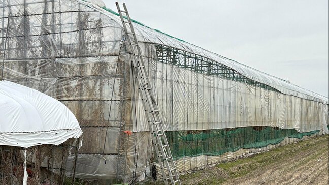 さくらんぼ畑で6メートルの高さから転落 80歳男性が死亡 ビニールハウスの補修作業中の事故(山形・河北町)|TBS NEWS DIG