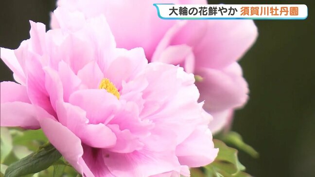 「涙が出ます」色鮮やかな大輪の花…須賀川牡丹園が見頃 福島・須賀川市|TBS NEWS DIG