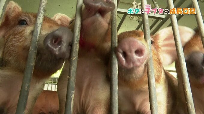 「こんなに悲しいなら"我が子"と言わなきゃ良かった。でも…」農業高校生＜涙の青春記＞育てたブタが肉になるまで|TBS NEWS DIG