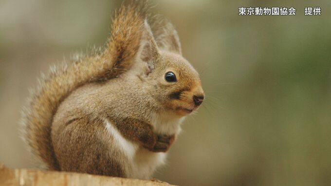 東京・井の頭自然文化園のニホンリス31匹が死ぬ　薬剤による中毒の可能性|TBS NEWS DIG