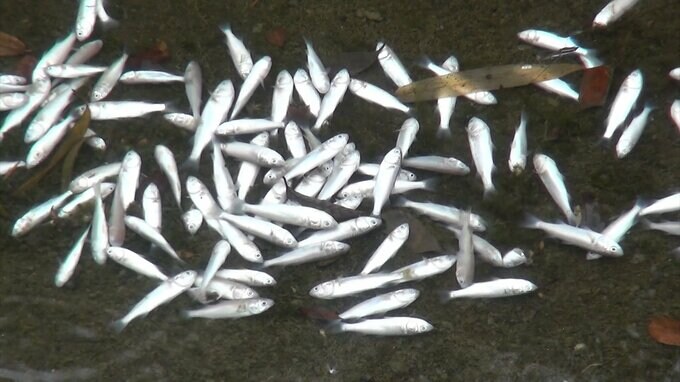 ボラの幼魚など1万匹が大量死　“敵”に追われて酸欠死の可能性もー静岡・浜松市|TBS NEWS DIG