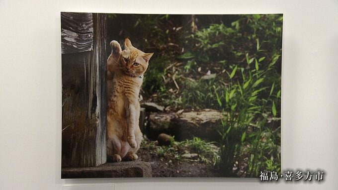 ネコに「お前も写真うまくなったな」と言われたい...動物写真家・岩合光昭さんが語る撮影秘話|TBS NEWS DIG