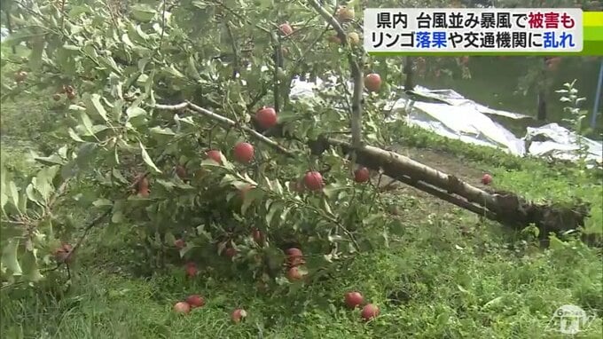 台風並みの暴風で「リンゴの木」折れる…　秋の嵐でリンゴ約1000個落果・海上では「やぐら」倒壊　急速に発達する低気圧の影響で大荒れの青森県内|TBS NEWS DIG