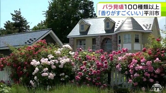 100種類以上のバラが見頃に　優雅な魅力と気品あふれる花々に訪れた人もうっとり「見事に咲いてる」「香りがすごくいい」　青森県平川市のオープンガーデン「大きなくりの木の下で」|TBS NEWS DIG