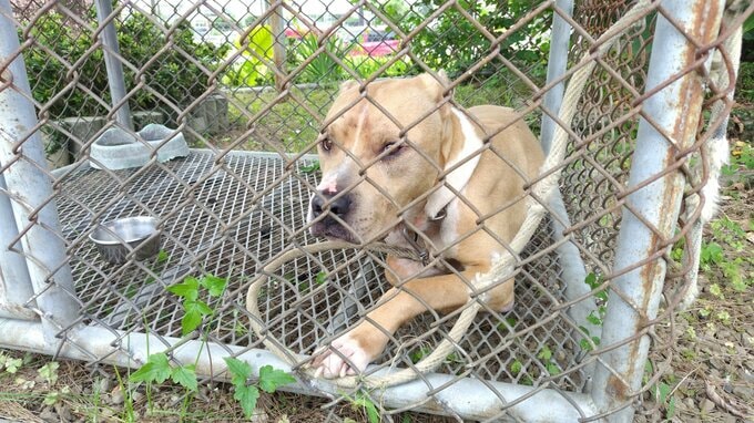 体長1メートルのピットブルが住宅地を徘徊　深夜に民家の飼い犬を襲いかみ殺す　住人は無事　|TBS NEWS DIG