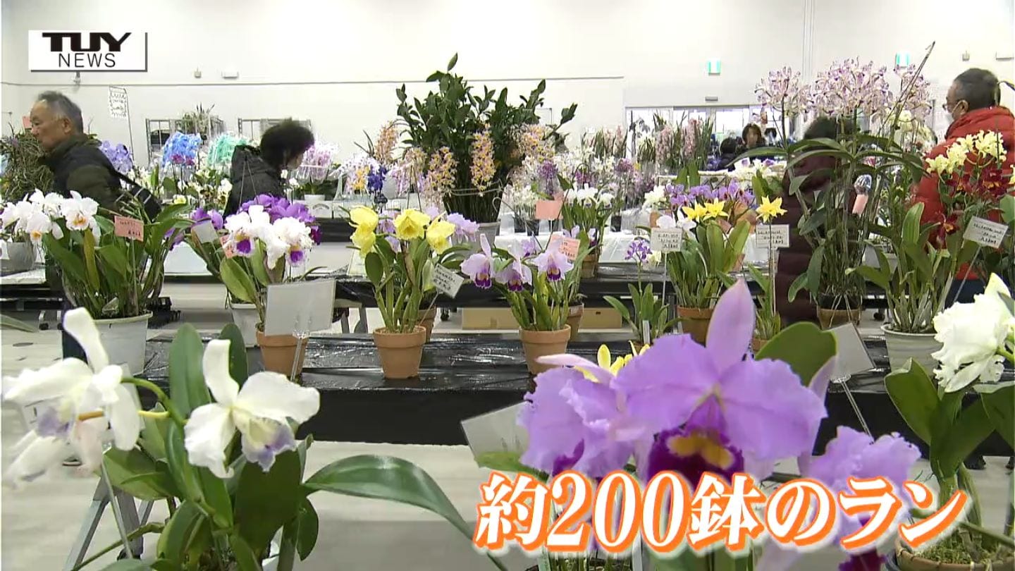 [引取限定] 洋ラン等　まとめて譲渡 img_264a41714cbcaad0bedda04a2e