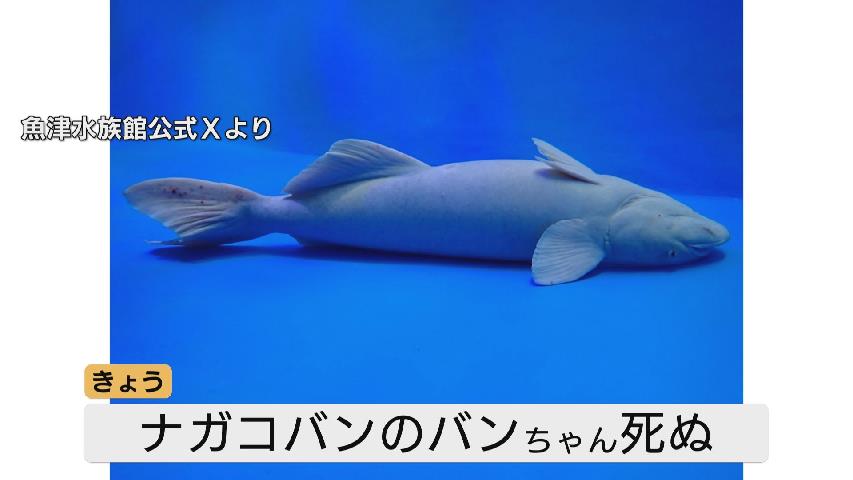 嘘だと言って…」魚津水族館のアイドル “丸太のようなナガコバン” バン
