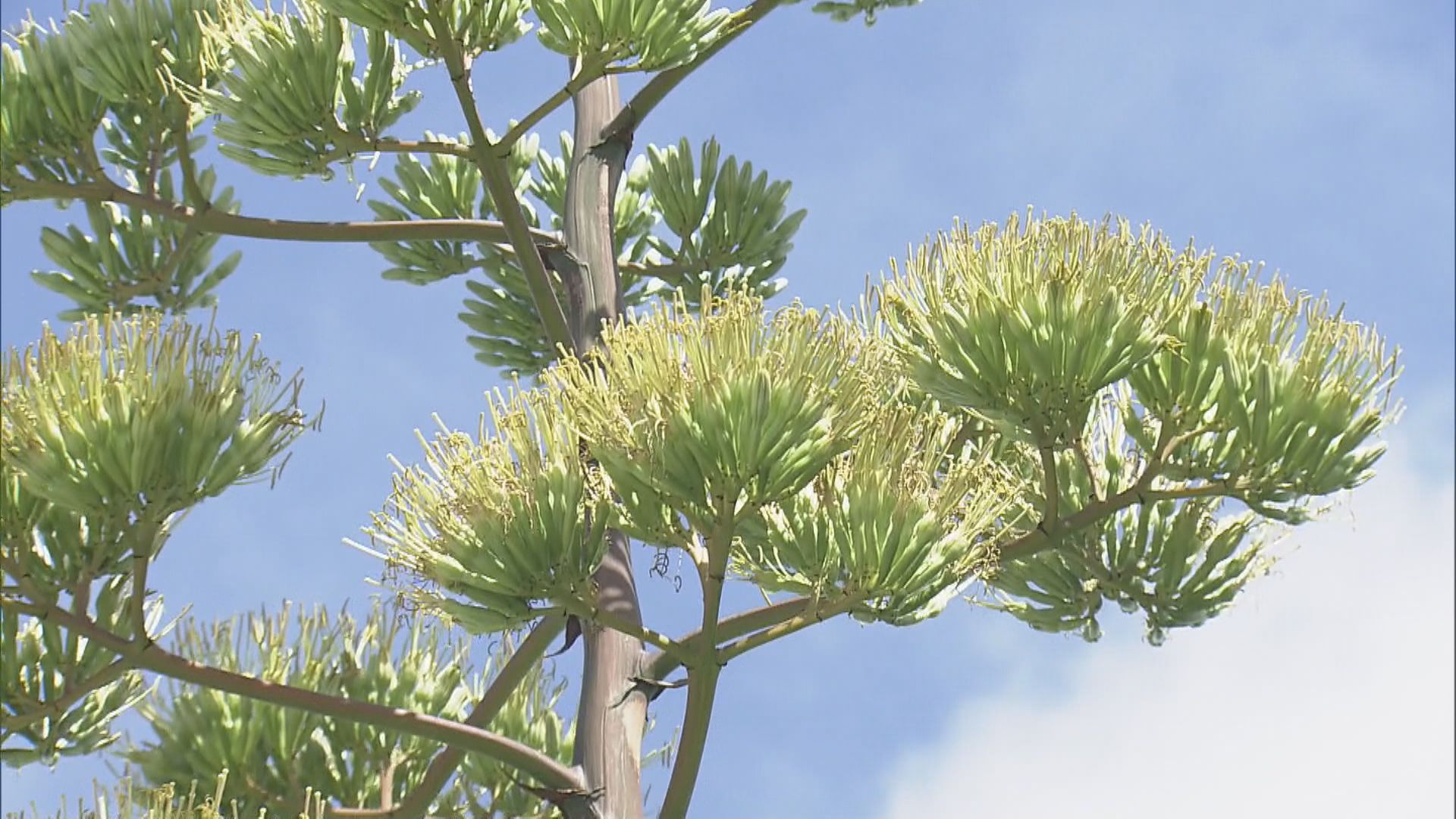 11年ぶりに「リュウゼツラン」が黄色い花咲かせる…7株の内の2株が茎伸ばす　三重・志摩スペイン村
