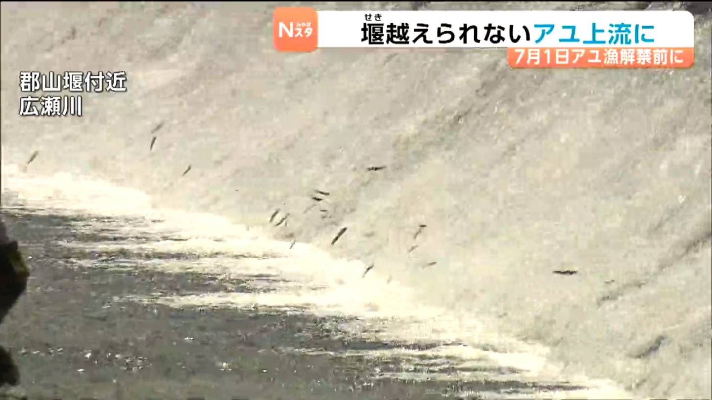 アユ大量死も起きた広瀬川でアユ遡上を支援 堰を越えられない魚を捕獲