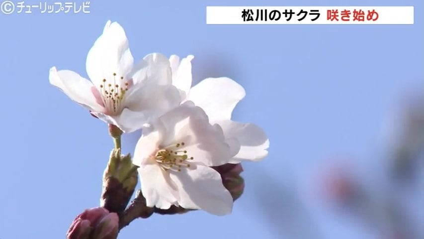 速報】富山の桜 名所 “松川べり” のソメイヨシノ「開花」発表 富山観光