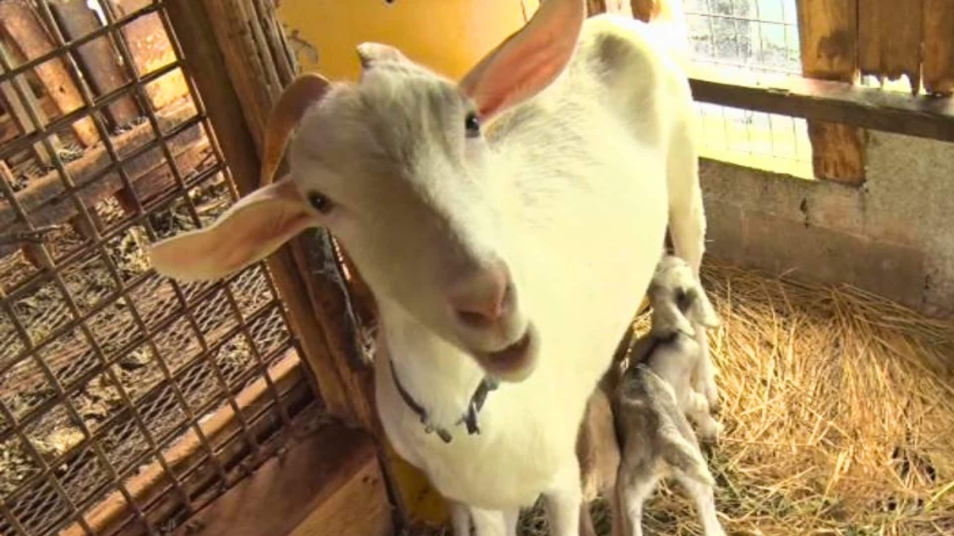 ヤギ小屋 3代続くヤギ小屋で初！ 四つ子のヤギが誕生、人気者に うるま市与那城