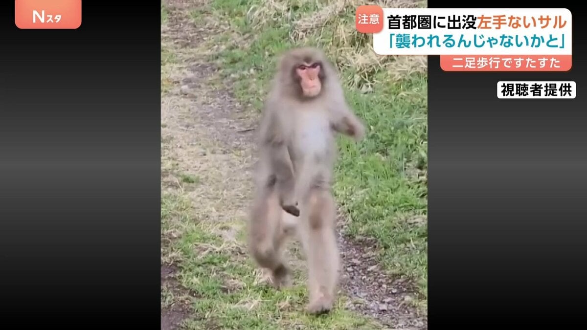 襲われるんじゃないかと」“左手のないサル”二足歩行の目撃相次ぐ