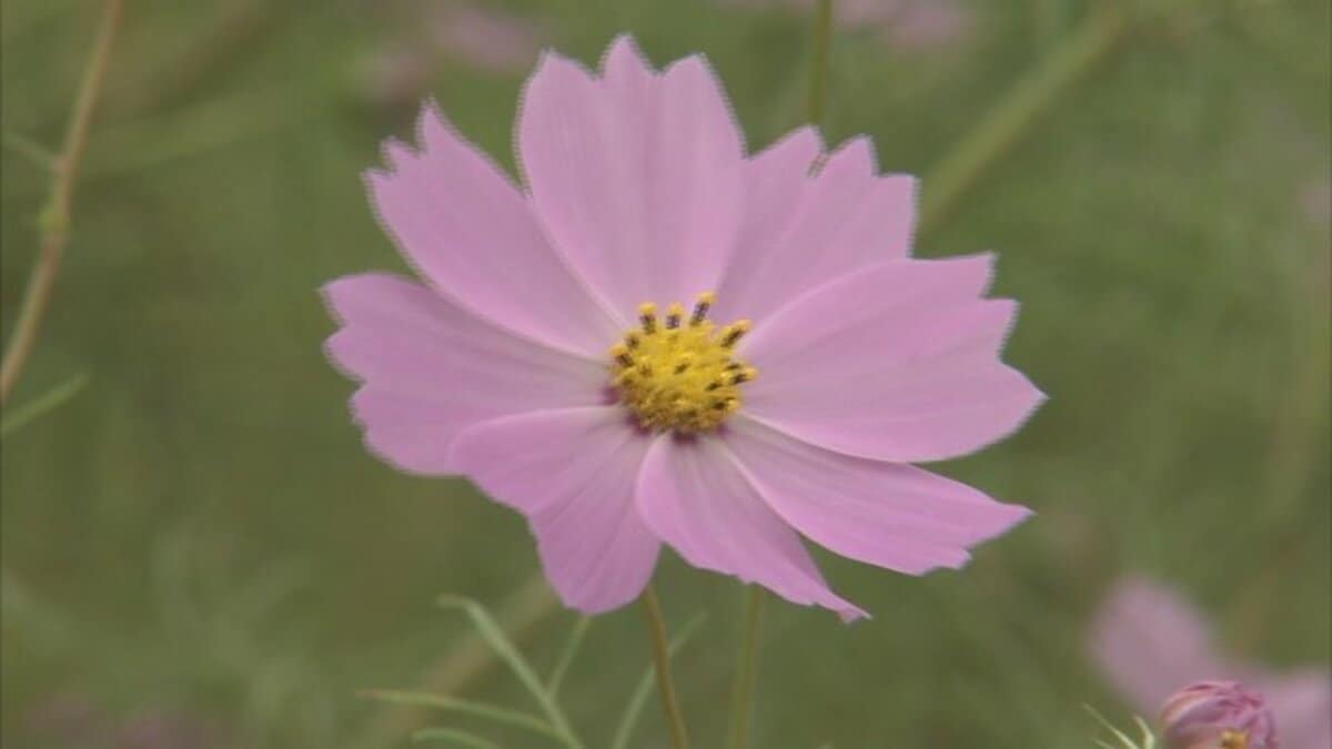 コスモス 菱田のコスモス | 観光スポット | 【公式】鹿児島県観光サイト