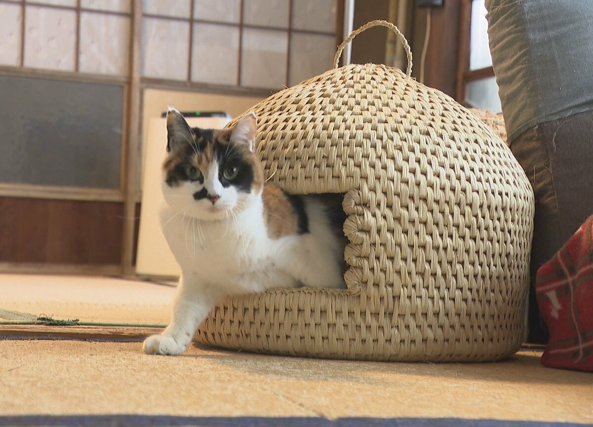 積雪2メートル超「豪雪の村」の「ねこつぐら」 冬の手仕事の担い手も