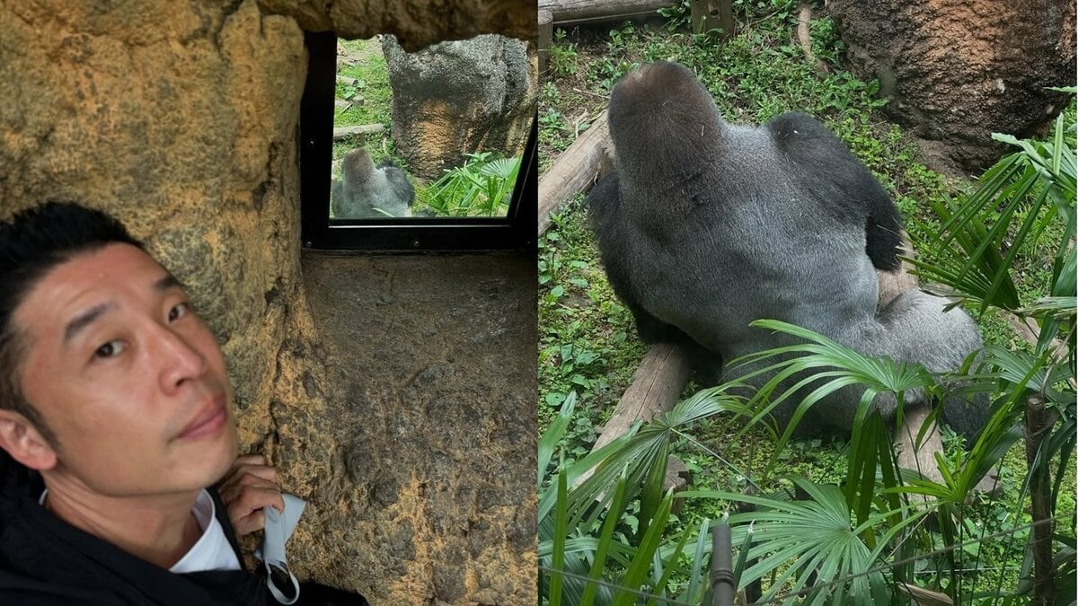 なかやまきんに君】「ゴリラの広背筋を見に」動物園でも筋肉に余念無し