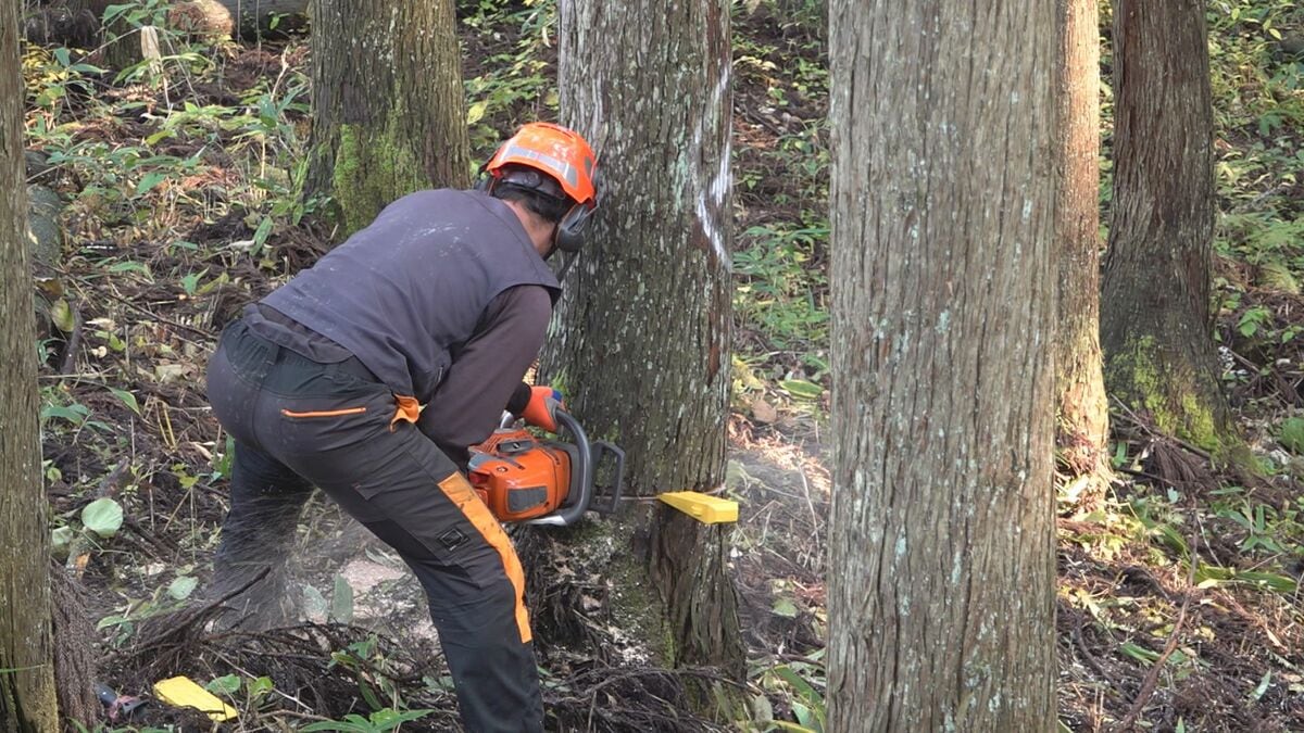 林業での事故防止へ 木の伐採作業に従事する作業員が研修会 | TBS NEWS DIG
