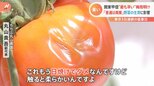 “史上最速”の梅雨明けで夏野菜に影響が・・・きゅうりもトマトもほうれん草も大打撃!東京では3日連続の猛暑日に|TBS NEWS DIG