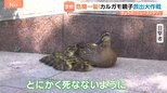 カルガモ親子 道に残され大ピンチ！警察が救出も…「まじか！」 待ち受けていた更なる困難！かわいい家族の運命は！？|TBS NEWS DIG