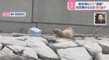 初目撃から5日 東京湾の“トド” パンク町田氏「だいぶ元気になっているように見える」【ひるおび】|TBS NEWS DIG
