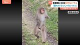 「襲われるんじゃないかと」“左手のないサル”二足歩行の目撃相次ぐ「おじいさんと上手に横断歩道を渡っていた」 埼玉県が目撃情報を受け注意呼びかけ|TBS NEWS DIG