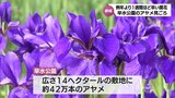 約42万本のアヤメ 都城市・早水公園で見ごろに | MRTニュース | MRT宮崎放送