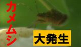 カメムシ大量発生のおそれで県が注意報 越冬場所のトラップには衝撃的な光景が…捕獲数はここ10年で最多 長野|TBS NEWS DIG
