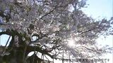 樹齢1000年の一本桜「醍醐桜」が満開 昨年より1週間ほど早く 見頃は4月2日ごろまで【岡山・真庭市】 |TBS NEWS DIG