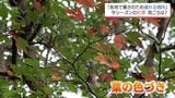 今年の紅葉はいつ? 長引く暑さが秋の景色に影響 17日も宮崎県内各地で真夏日 | MRTニュース | MRT宮崎放送
