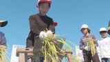 小学生が稲刈り 昔の農具「千歯こき」で脱穀作業も体験 大分 | 大分のニュース|OBS NEWS|大分放送