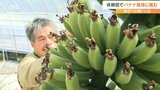「今いないですもん 見ないから寂しい」休耕田に4年越しでバナナを実らせた男性の思い | 大分のニュース|OBS NEWS|大分放送