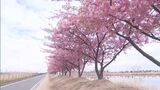 早咲きの桜が見頃「先に幸せをもらったような気持ち」土手沿いに約300本の河津桜が満開【岡山】|TBS NEWS DIG