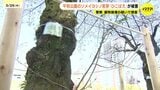 平和公園でサクラの根元の若芽“ひこばえ”折られる　2月末時点で34本が被害　警察は器物損壊の疑いで捜査　広島|TBS NEWS DIG