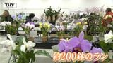 一足早い春の訪れ　洋ランの展示販売会　約200鉢がズラリ！（山形市）　|　山形のニュース│TUYテレビユー山形