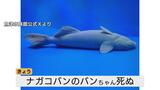 「嘘だと言って…」魚津水族館のアイドル “丸太のようなナガコバン” バンちゃん急死　SNSで大バズりの愛らしい姿、飼育員の涙…富山・魚津市|TBS NEWS DIG