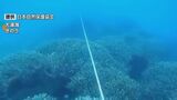 辺野古埋め立て工事が海の生態系に影響か サンゴは減少し、シアノバクテリアが大量確認 | 沖縄のニュース|RBC 琉球放送