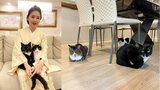 【 ねこ 】藤あや子 愛猫「じゃこ天&マル」が「オレオ」の “衛兵っぽくて可愛い” テーブル下で鉄壁の香箱|TBS NEWS DIG