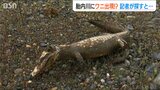 「川底に沈んでいるワニらしき死骸を発見」との情報が 新潟にワニが生息しているのか?調べてみると…|TBS NEWS DIG