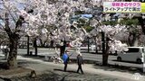 「サクラの海」ライトアップ　十和田市官庁街通り１キロの桜並木　まもなく見ごろに　青森県|TBS NEWS DIG