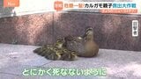 カルガモ親子 道に残され大ピンチ!警察が救出も…「まじか!」 待ち受けていた更なる困難!かわいい家族の運命は!?|TBS NEWS DIG