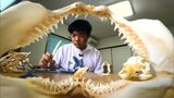 自宅の冷凍庫はサメでいっぱい 「サメ博士」は宮崎の高校1年生 | MRTニュース | MRT宮崎放送